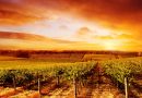 A Tokaj-Hegyalja híres az édes tokaji borairól és lenyűgöző tájáról. A borászatok, pincék és a Zempléni-hegység között elterülő terület kiváló hely a borbarátok számára.