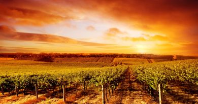 A Tokaj-Hegyalja híres az édes tokaji borairól és lenyűgöző tájáról. A borászatok, pincék és a Zempléni-hegység között elterülő terület kiváló hely a borbarátok számára.