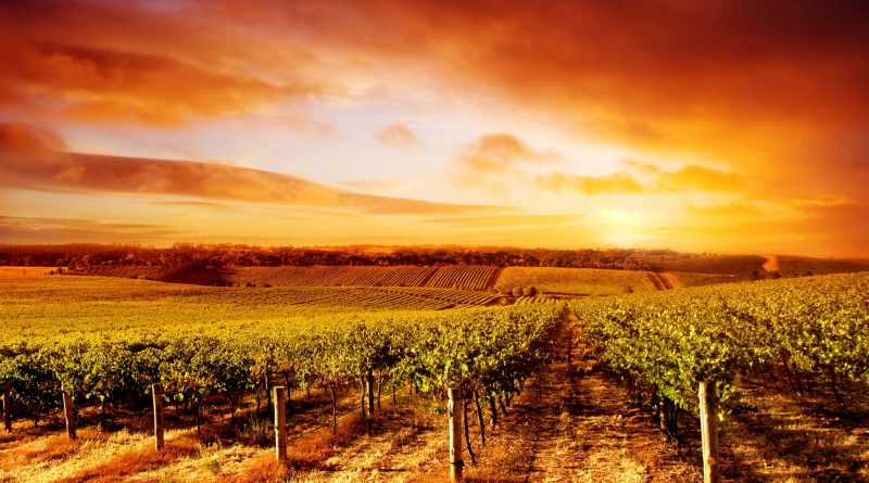 A Tokaj-Hegyalja híres az édes tokaji borairól és lenyűgöző tájáról. A borászatok, pincék és a Zempléni-hegység között elterülő terület kiváló hely a borbarátok számára.